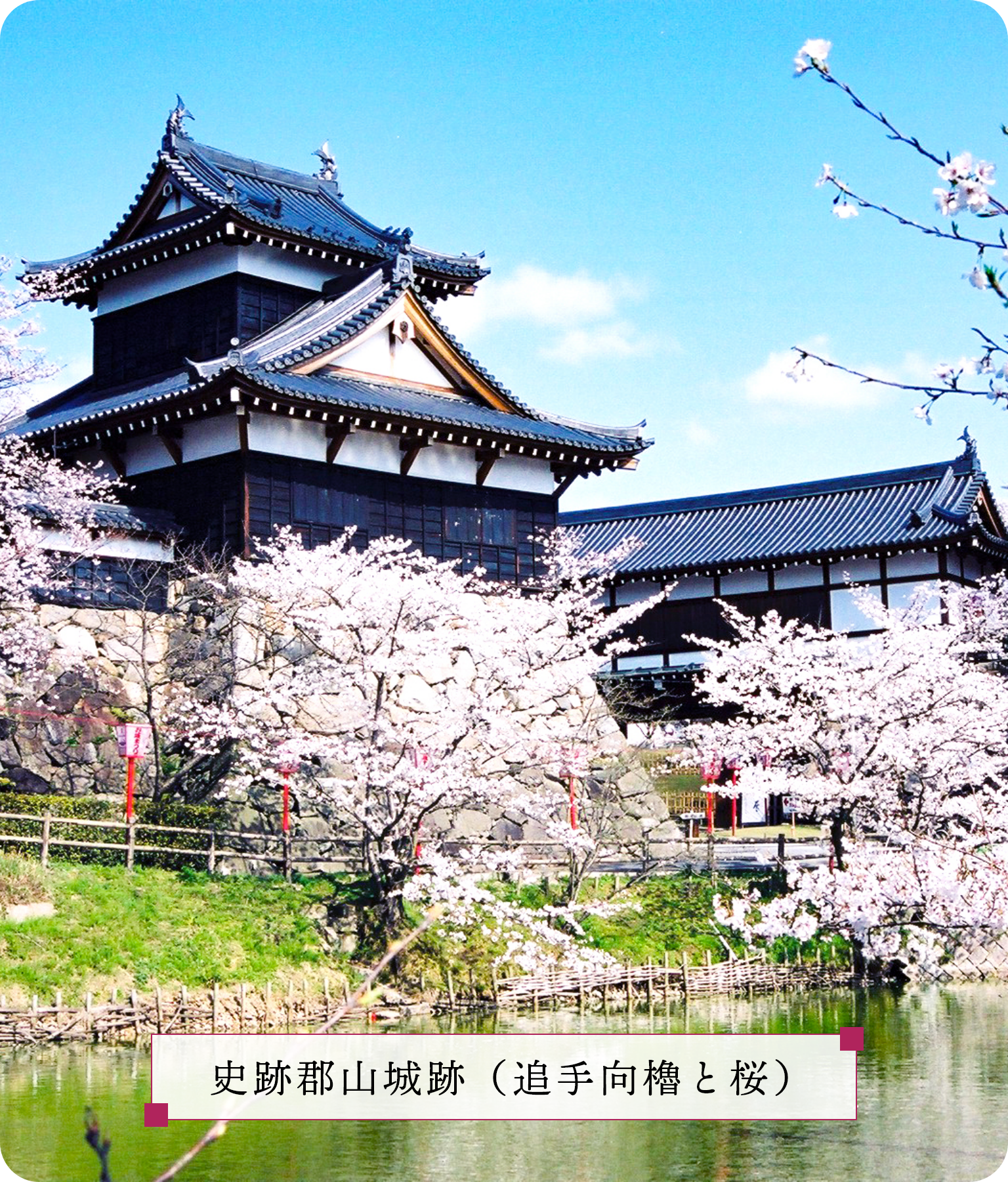 史跡郡山城跡（追手向櫓と桜）